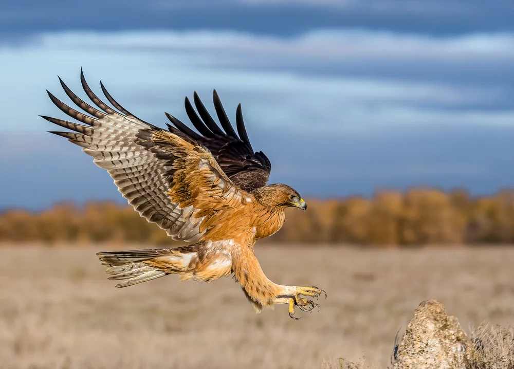 Bindenseeadler (Bindenseeadler)