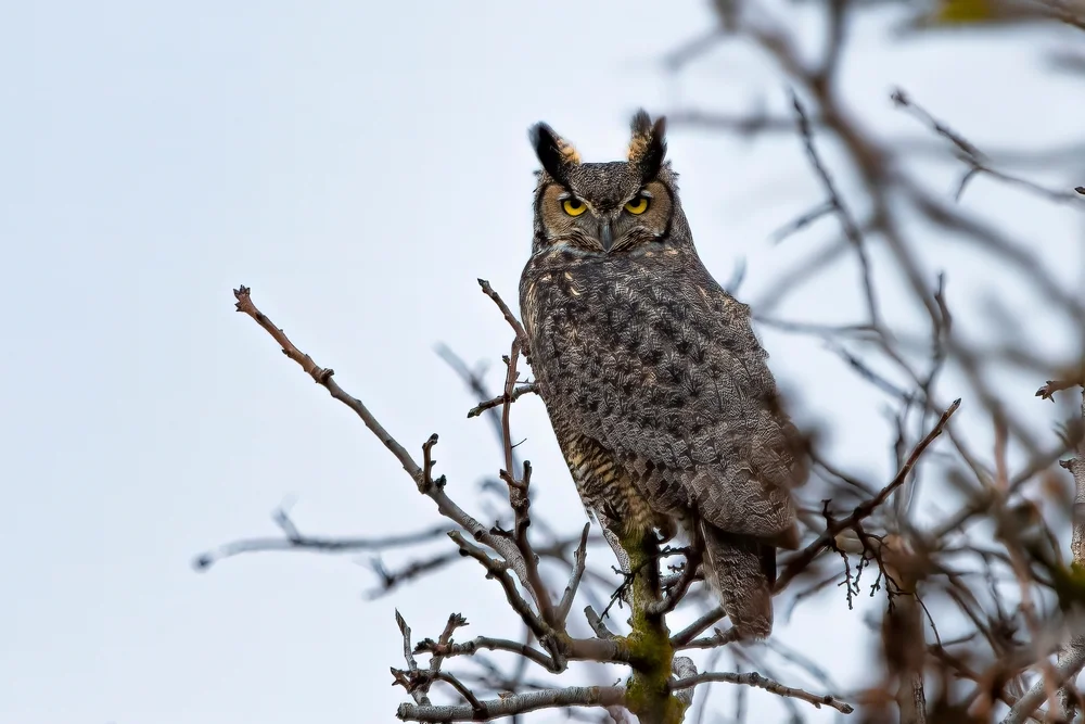 Bindenuhu (Bubo leucostictus)