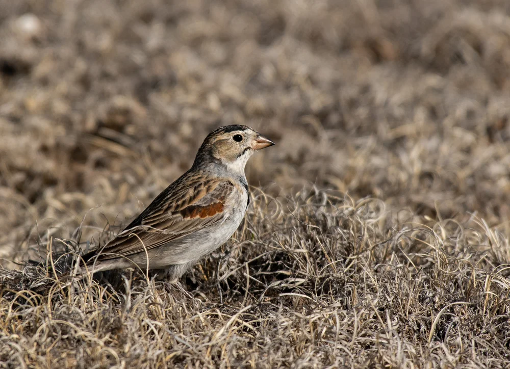 Bindenwachtel (Rhynchophanes mccownii)