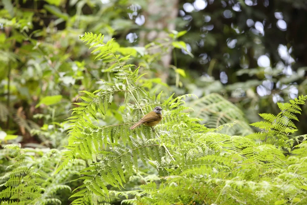 Black-capped Bulbul (Arizelocichla nigriceps)
