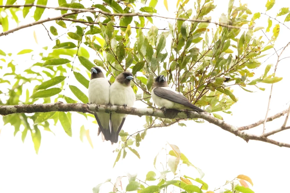 Black-faced Woodswallow (Artamus monachus)