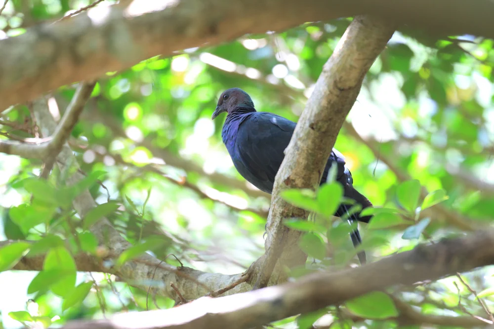 Bläßertaube (Columba janthina)