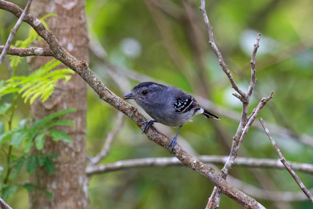 Bläulicher Ameisenschlüpfer (Thamnophilus caerulescens)
