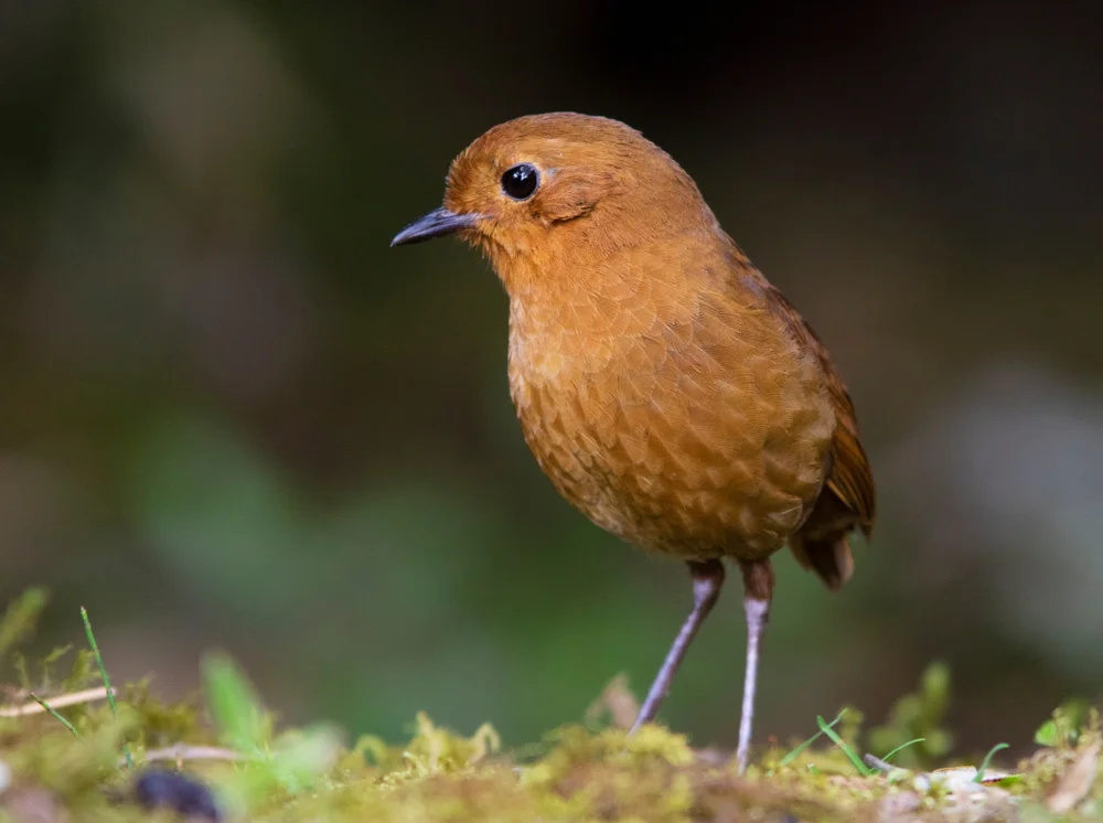 Blakes Ameisenpitta (Grallaria blakei)