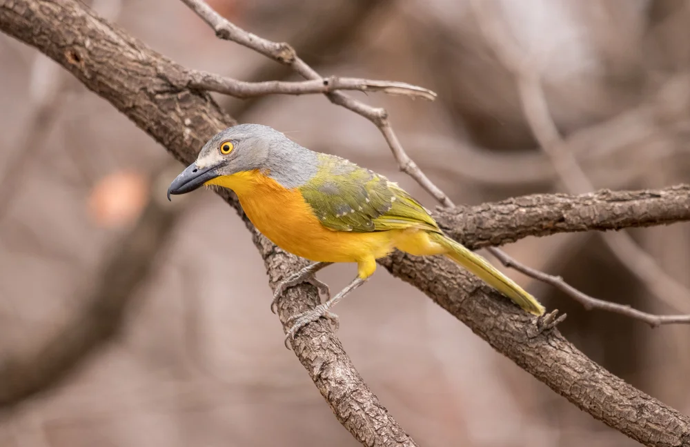 Blanchots Würgerdrossling (Malaconotus blanchoti)