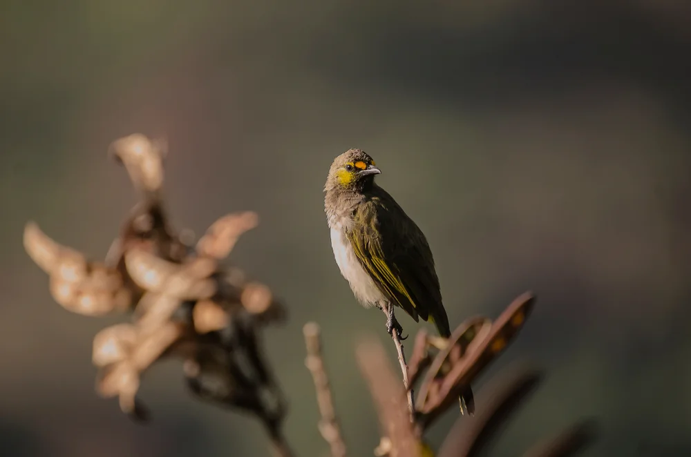 Blanfords Dickschnabeldrossel (Pycnonotus bimaculatus)