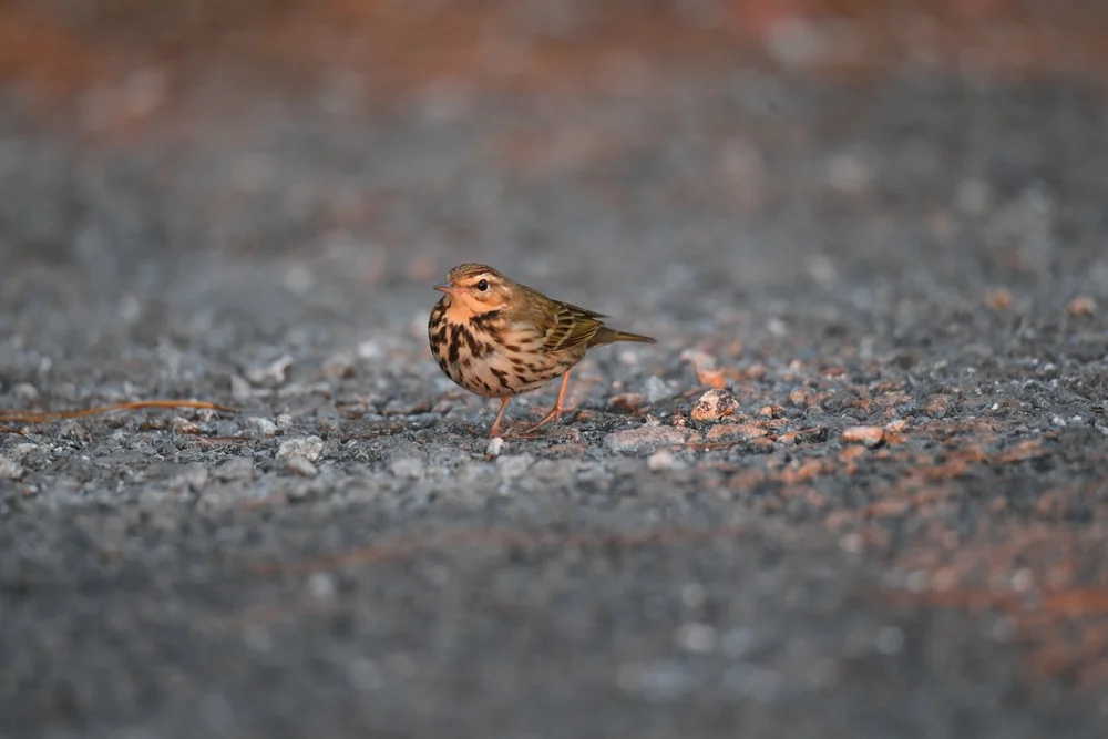 Blassbauch-Pieper (Anthus pallidiventris)