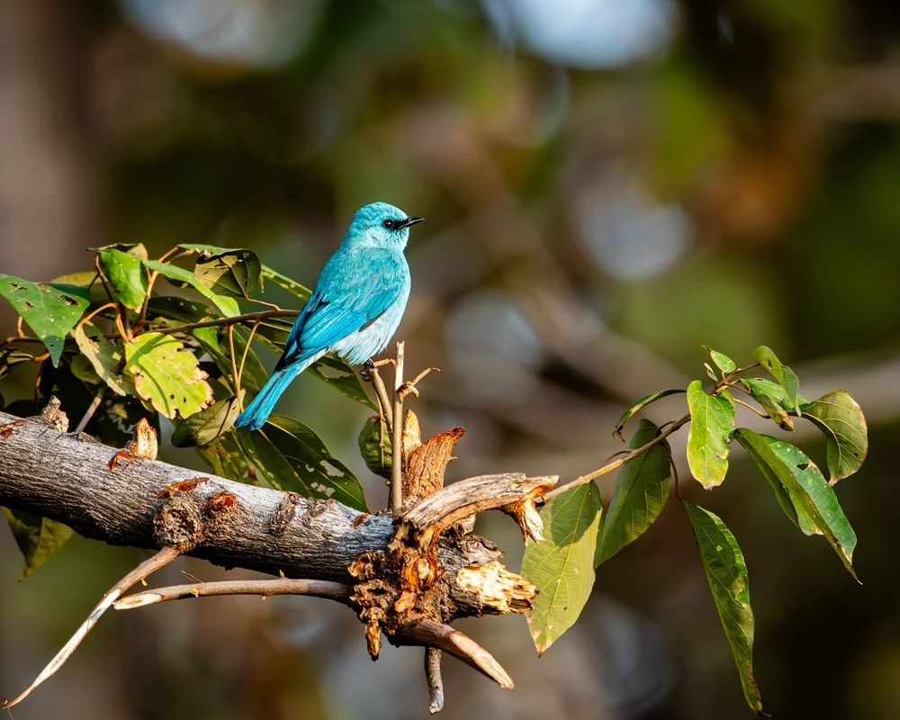Blassbein-Fliegenschnäpper (Cyornis pallipes)