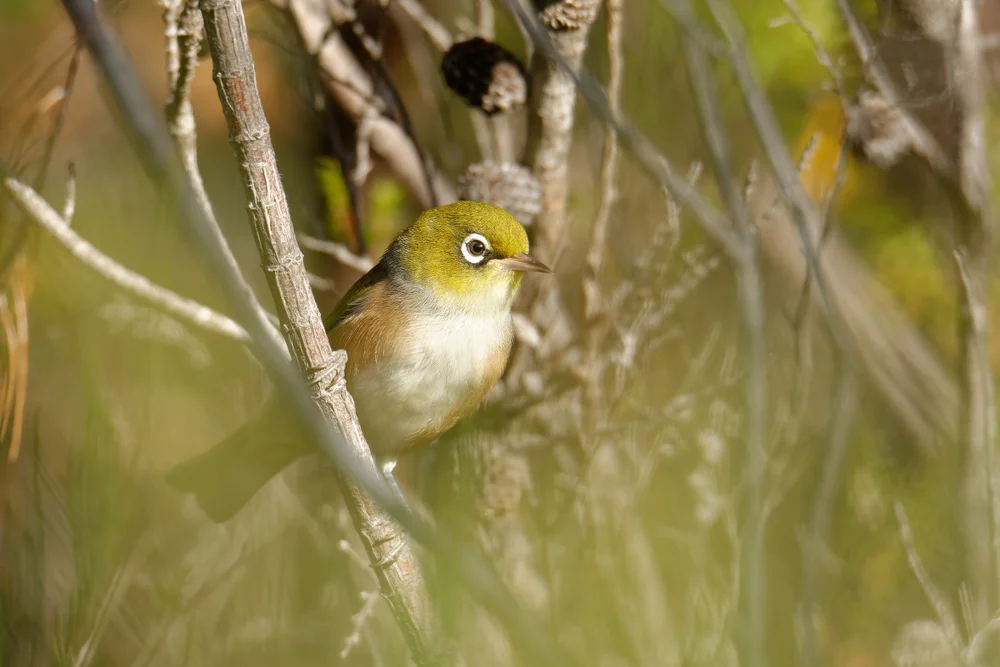 Blassbrillenvogel (Zosterops pallidus)