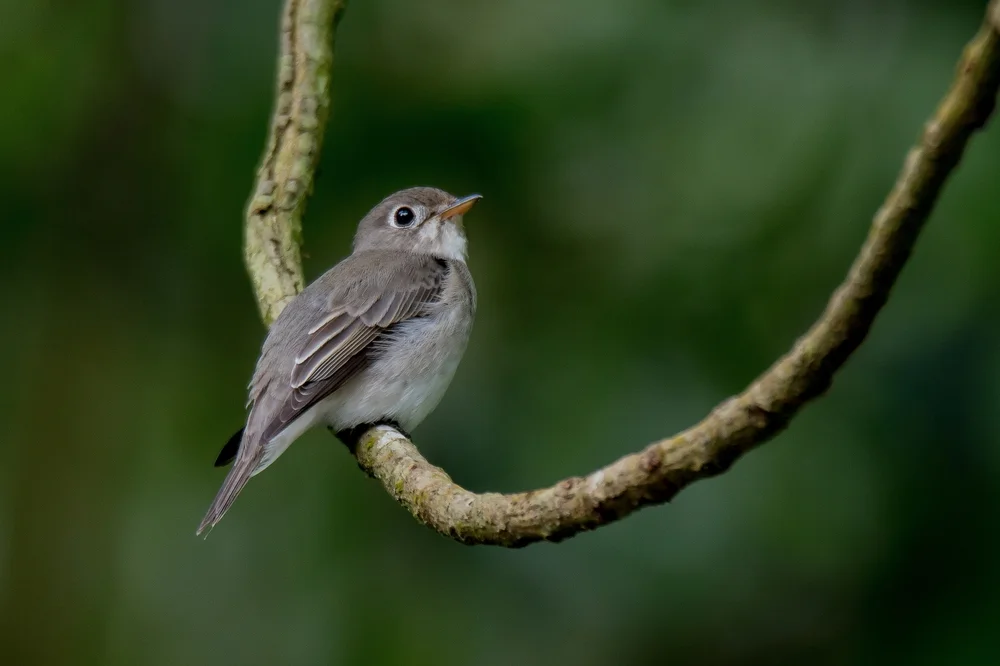 Blassbürzel-Fliegenschnäpper (Muscicapa muttui)