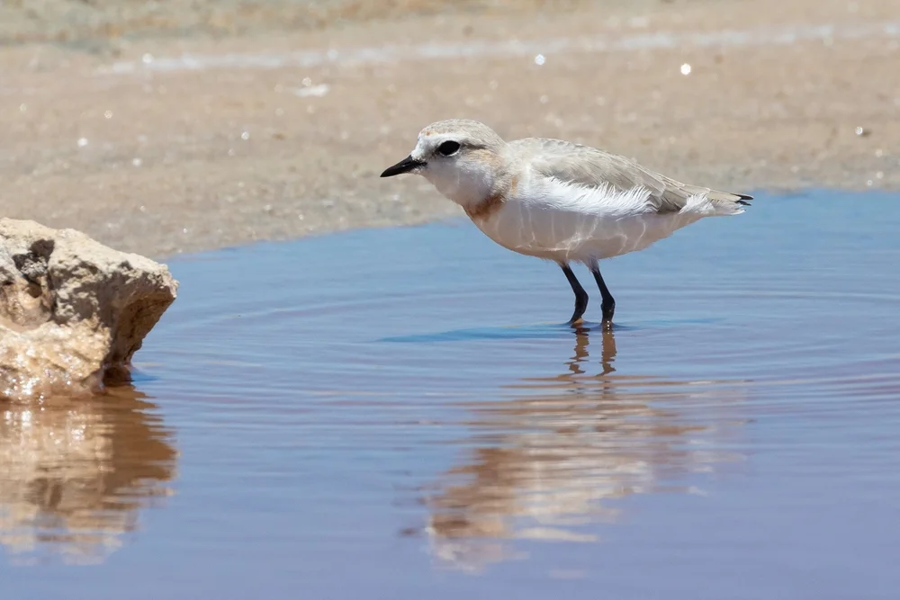 Blasser Regenpfeifer (Rostbrust-Regenpfeifer)