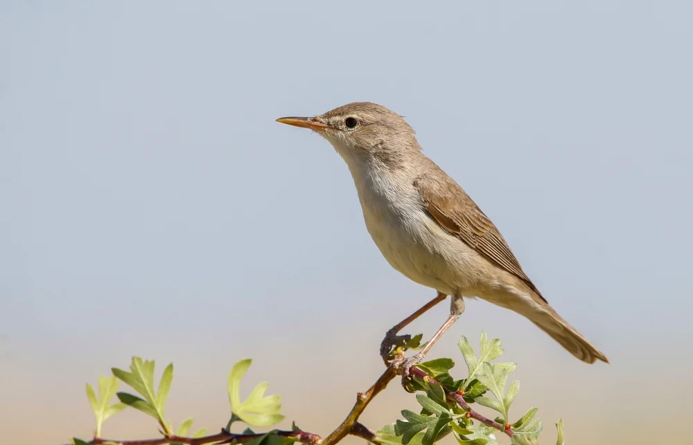 Blassgraue Grasmücke (Iduna pallida)