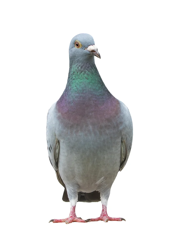 Blasstirnfelsentaube (Columba pallidiceps)