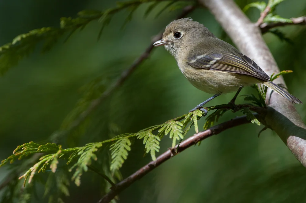 Blasswaldsänger (Vireo latimeri)
