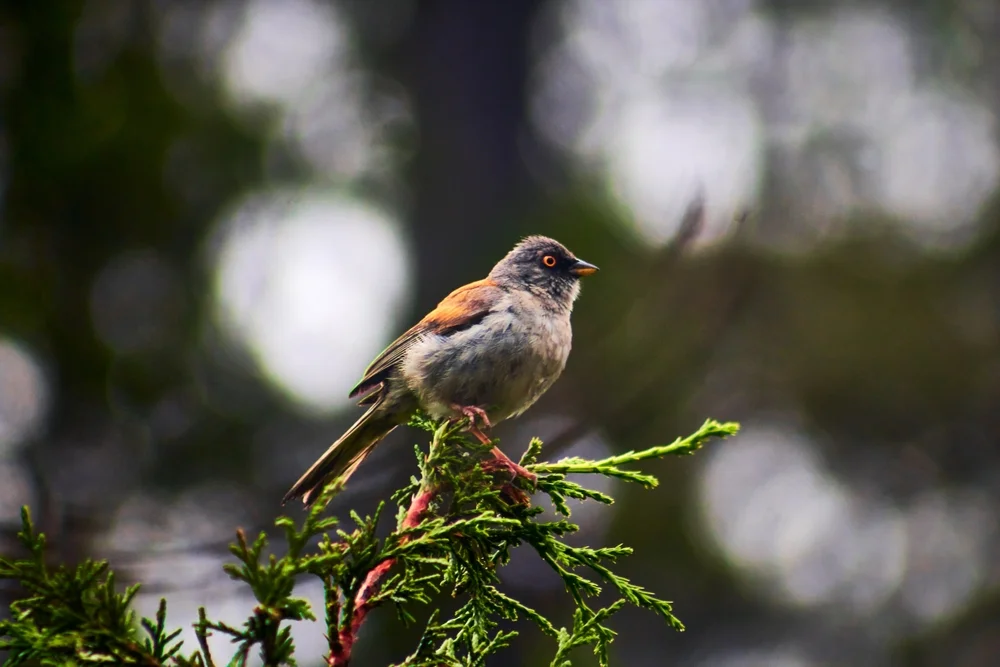Blattschnabeltyrann (Xenotriccus callizonus)