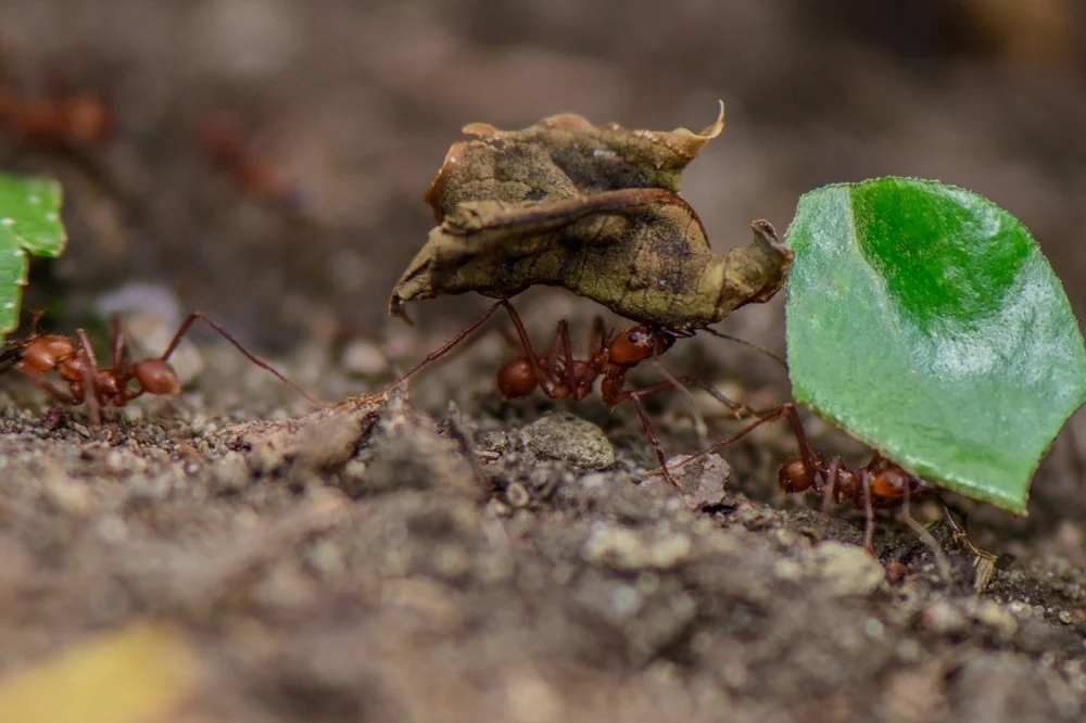 Blattschneiderameise