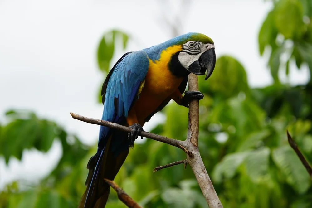 Blau-gelber Ara (Ara ararauna)