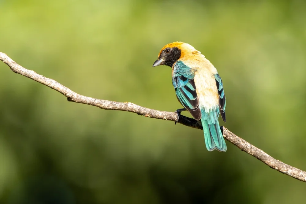 Blau-Gold-Tangare (Tangera meyerdeschauenseei)