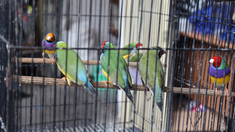 Blau-Prachtfink (Erythrura cyaneovirens)