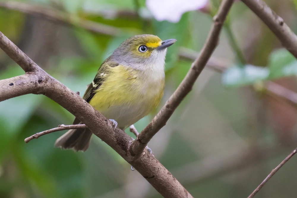 Blau-Schwarzer Zwergtyrann (Vireo osburni)