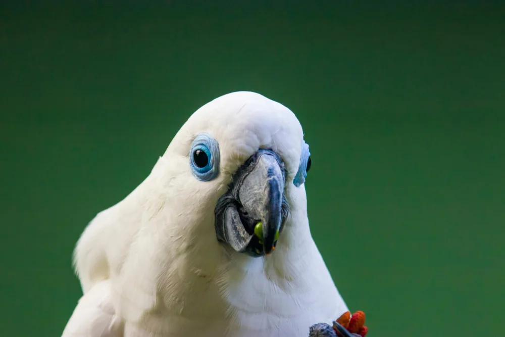 Blauaugenkakadu (Cacatua ophthalmica)