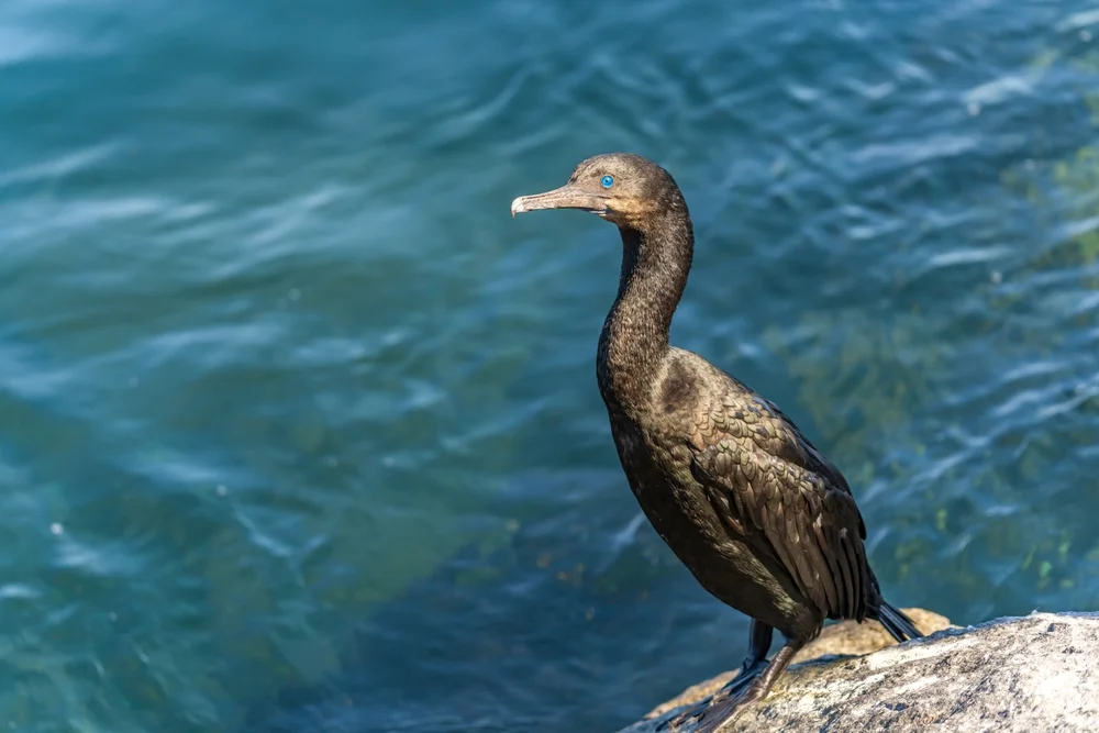 Blauaugenscharbe (Phalacrocorax penicillatus)