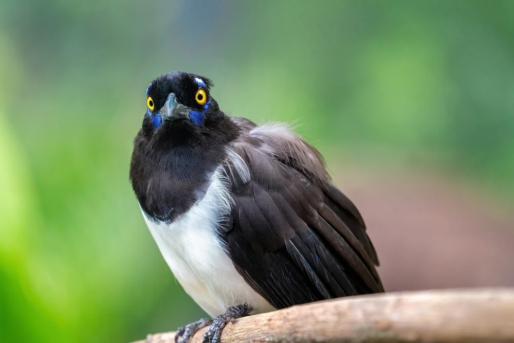 Blaubärtiger Gaiskönig (Cyanocorax cyanopogon)