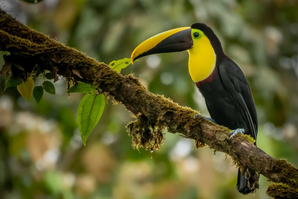 Blaubärtiger Tukan (Ramphastos brevis)