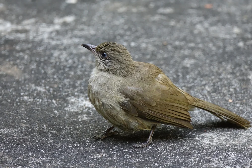 Blaubauch-Dickschnabeldrossel (Pycnonotus conradi)