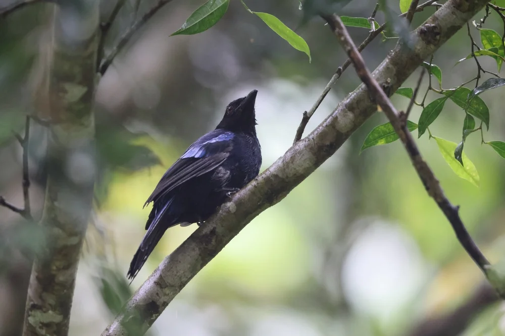 Blaubauch-Feenmonarch (Irena cyanogastra)