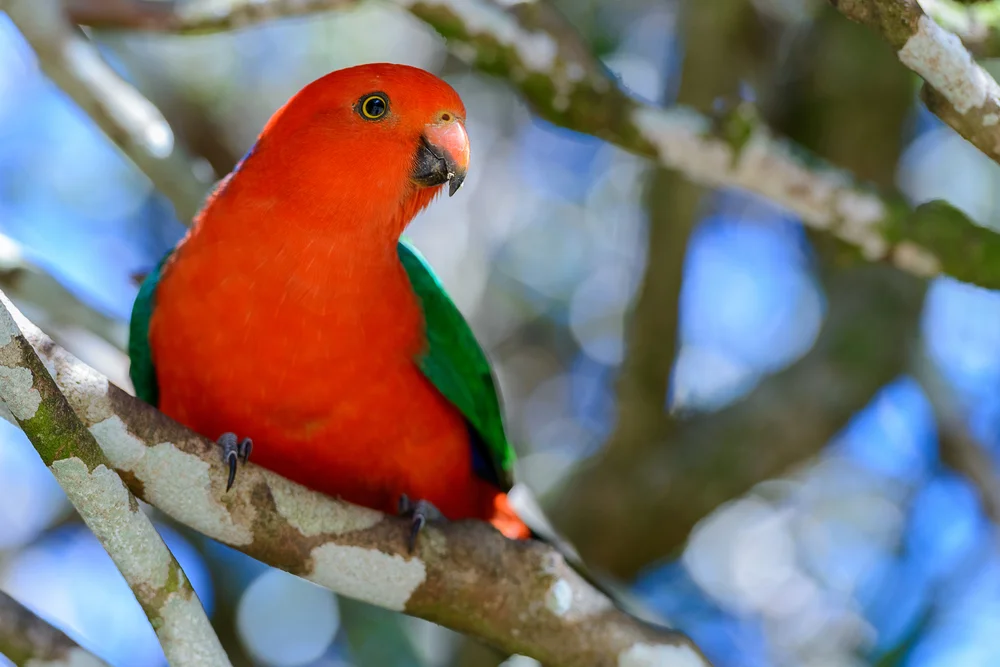 Blaubauch-Lori (Vini kuhlii)