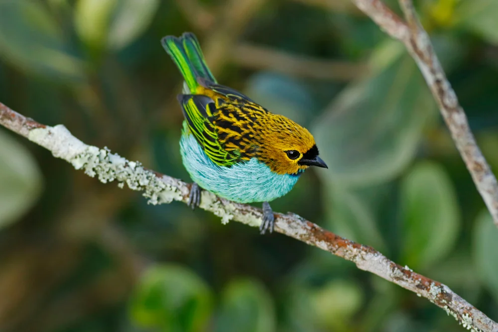 Blaubauch-Tangare (Tangara cyanoventris)