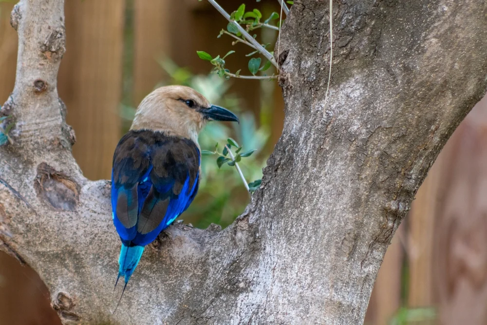 Blaubrust-Racke (Coracias cyanogaster)