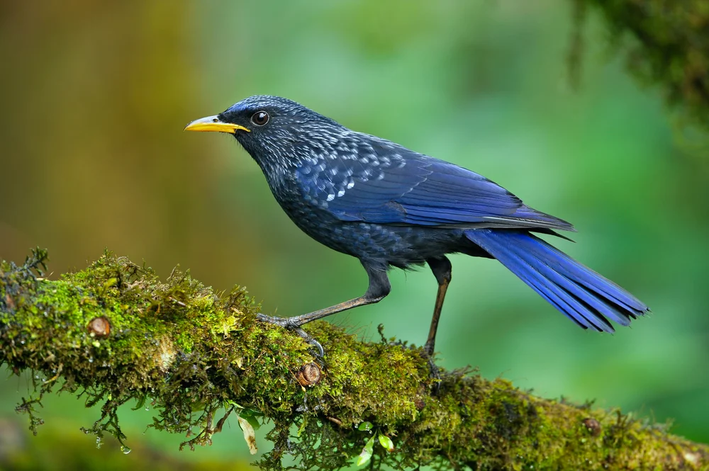Blaue Pfeifdrossel (Myophonus caeruleus)