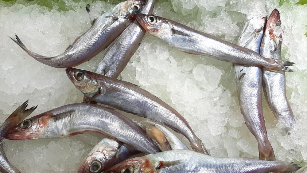 Blaue Wittling (Micromesistius poutassou)