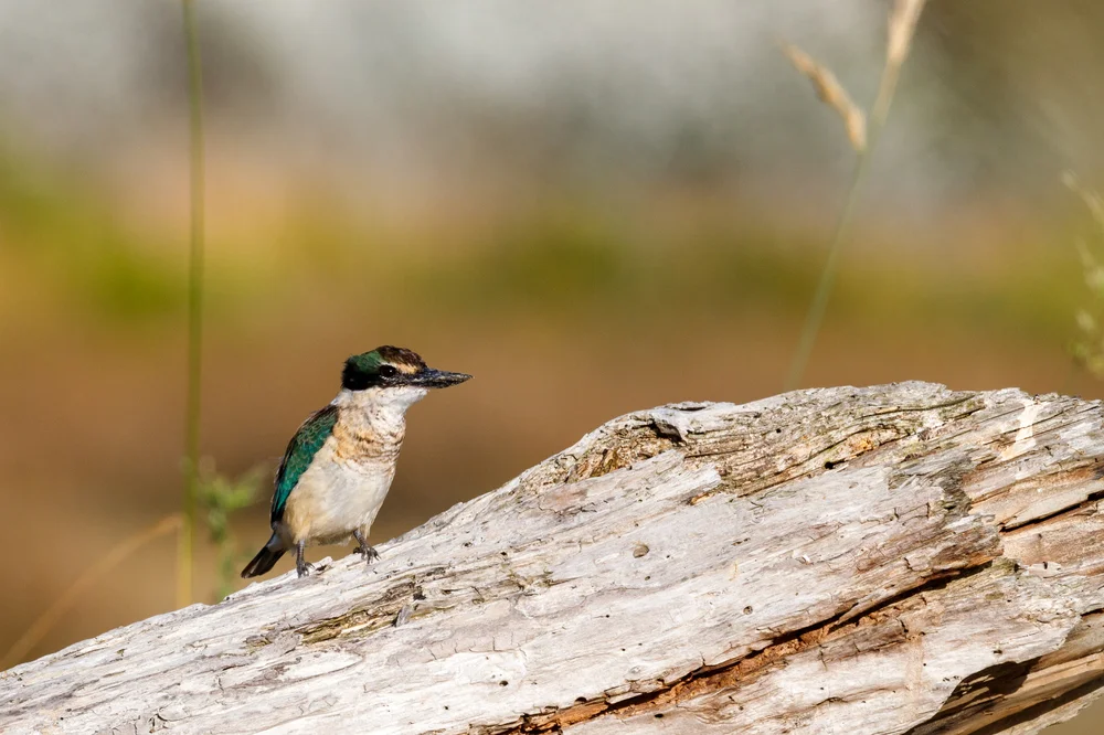 Blaueisvogel (Todiramphus australasia)