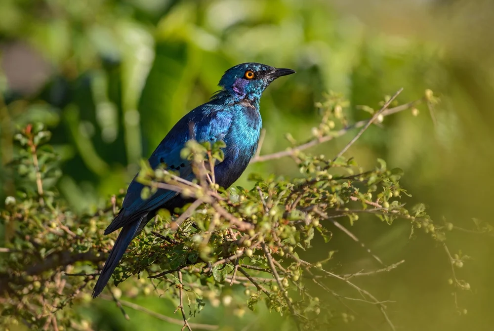 Blauer Glanzstar (Lamprotornis chalybaeus)