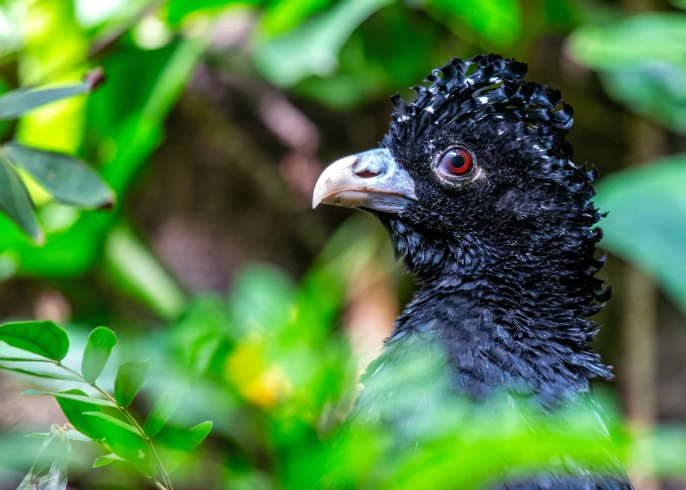 Blauer Hockoko (Crax alberti)