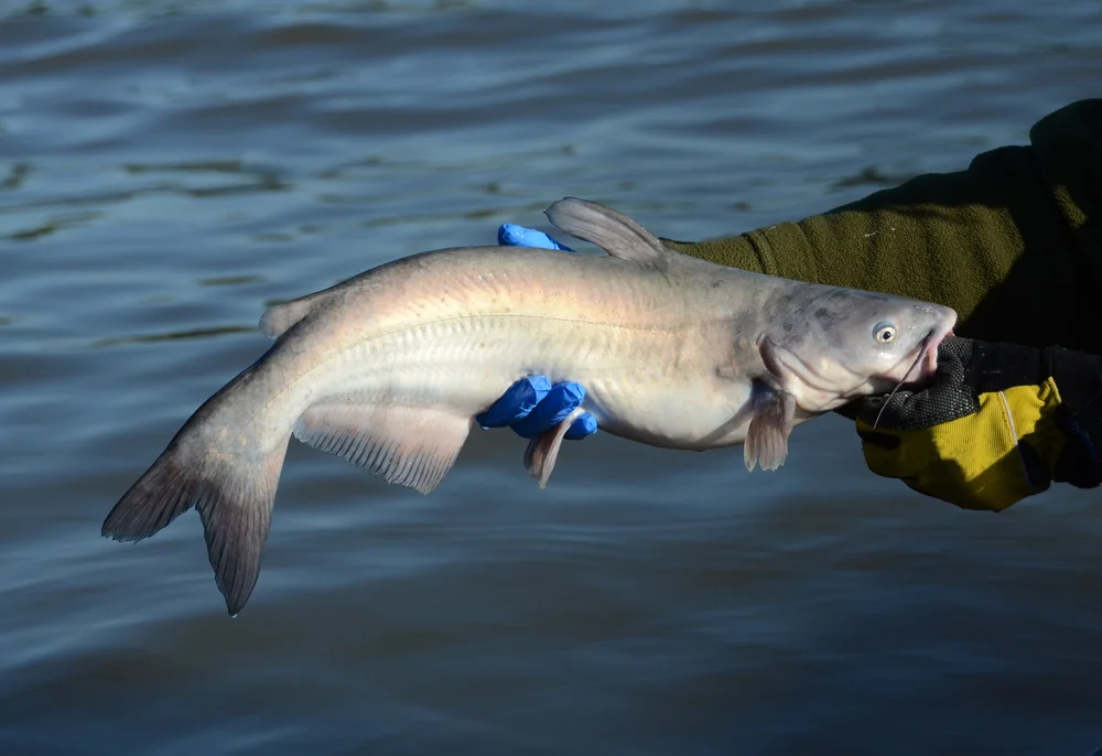 Blauer Katzenwels (Ictalurus furcatus)