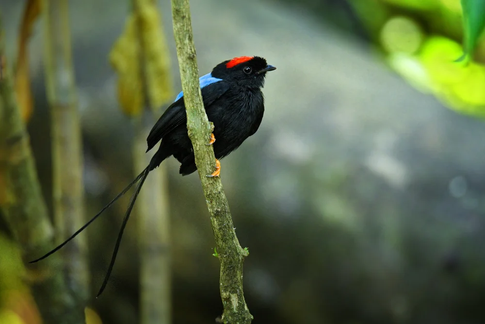 Blauer Manakin (Chiroxiphia pareola)