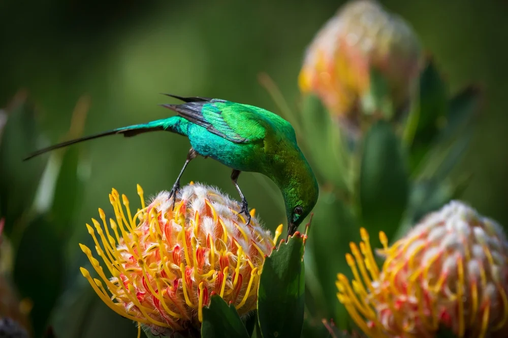 Blauer Nektarvogel (Nectarinia famosa)