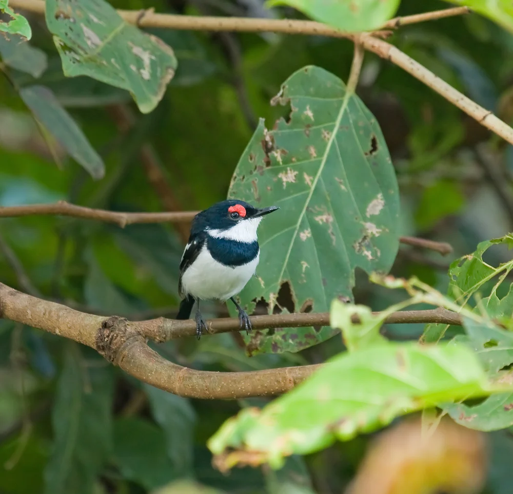 Blauer Schmuckwürger (Platysteira cyanea)