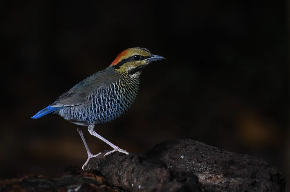 Blauer Wasserläufer (Hydrornis cyaneus)