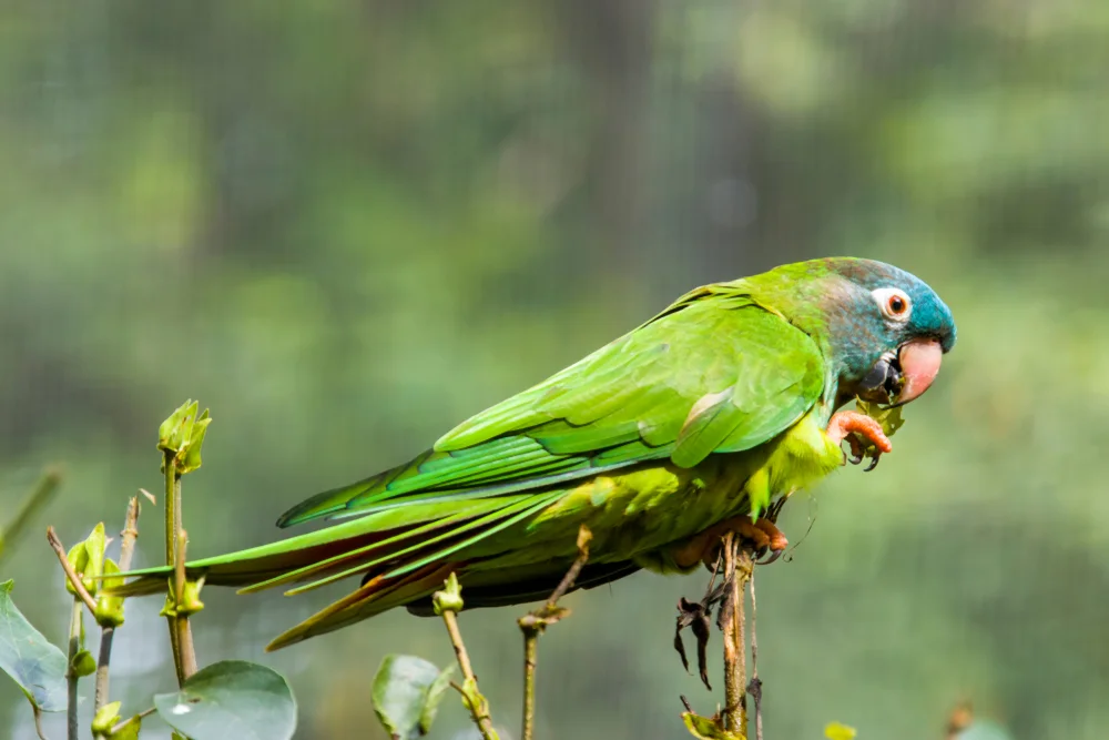 Blauflügel-Baumsteiger (Thectocercus acutica udatus)