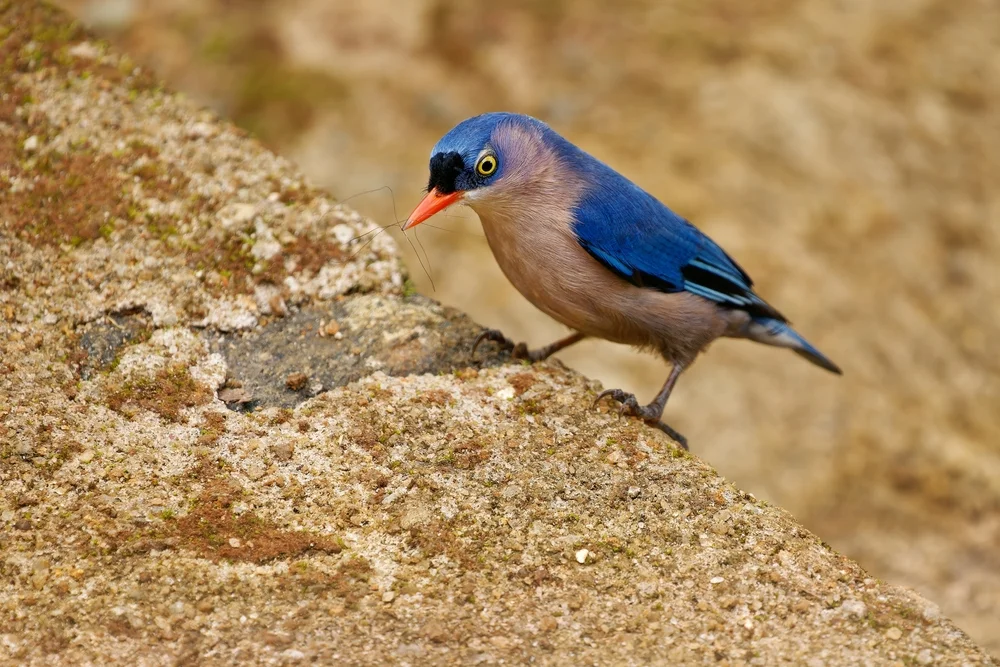 Blauflügel-Kleiber (Sitta frontalis)