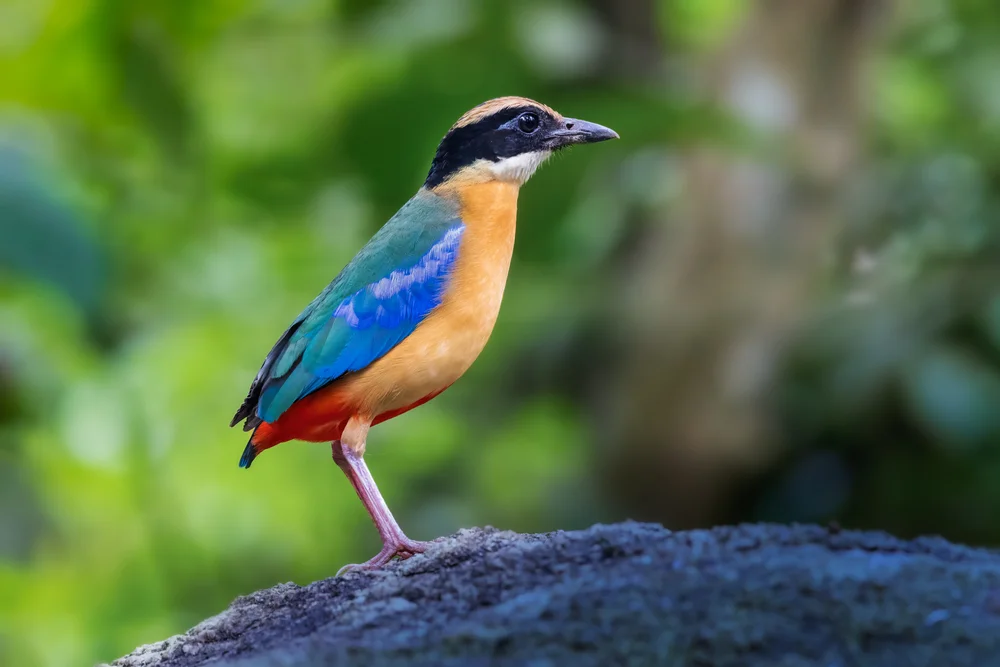 Blauflügel-Pitta (Pitta moluccensis)