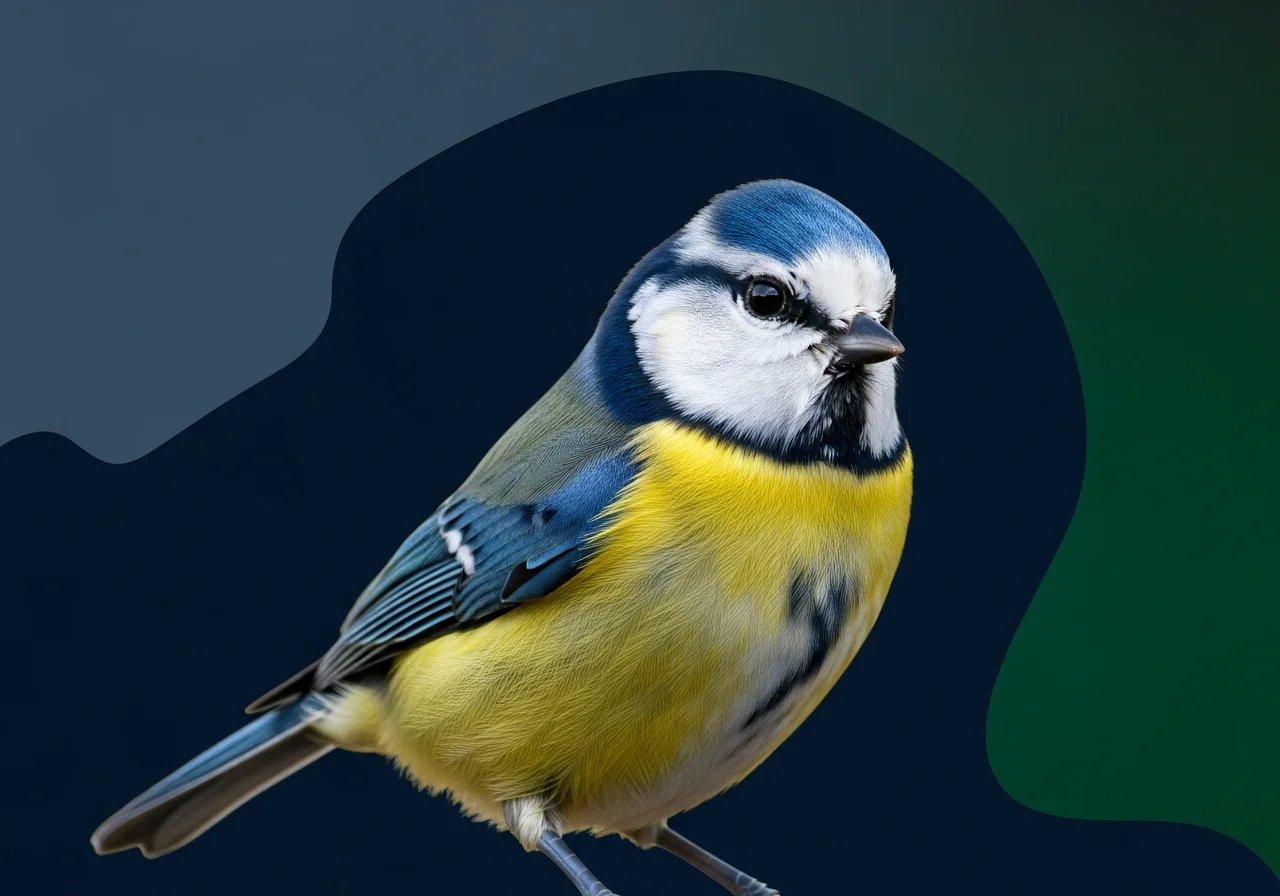 Blauflügel-Zwergschlüpfer (Tesia cyaniventer)