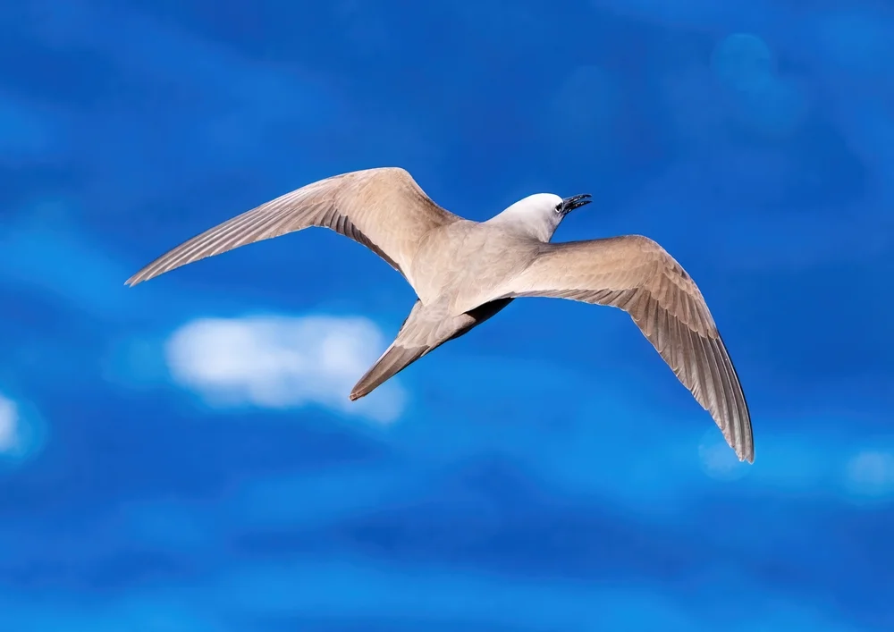 Blaufuß-Sturmschwalbe (Procelsterna cerulea)