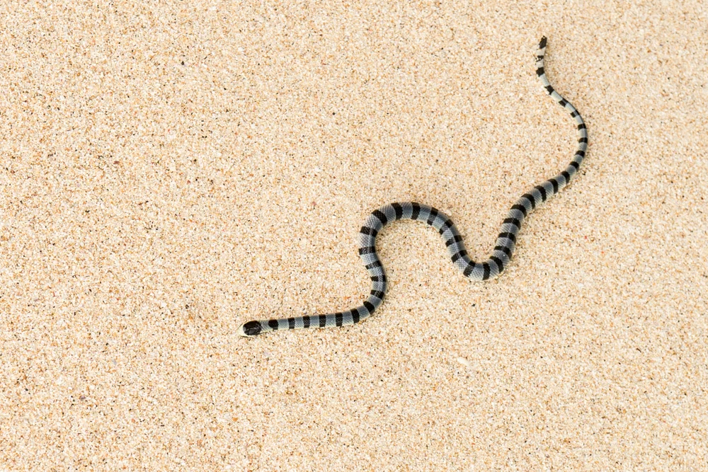 Blaugebänderte Ruderschlange