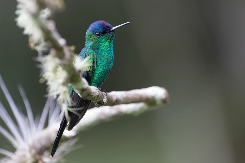 Blaugesicht-Elfenkolibri (Thalurania glaucopis)